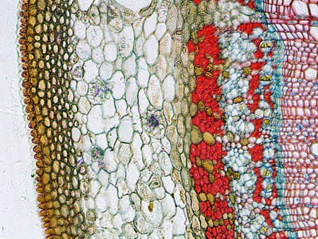 Mikroskop Delta Optical L-1000 LED