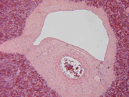 Mikroskop Delta Optical BioLight 100 niebieski