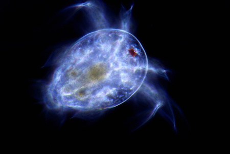 Mikroskop Delta Optical Nexcope NE610