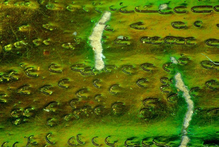 Mikroskop stereoskopowy Delta Optical SZ-450B