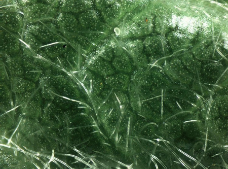 Mikroskop Delta Optical BioLight 100 biały