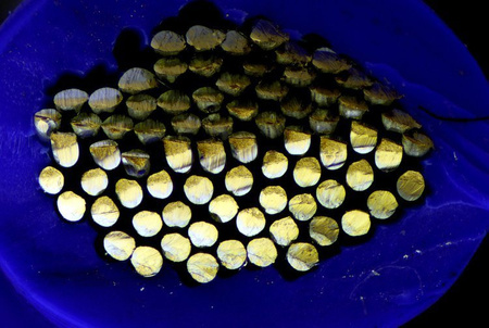 Mikroskop stereoskopowy Delta Optical SZ-630B