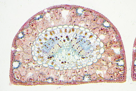 Delta Optical DLT-Cam PRO 20MP USB 3.0
