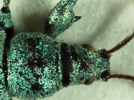 Mikroskop Delta Optical BioLight 100 biały