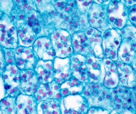 Mikroskop Delta Optical Nexcope NE610