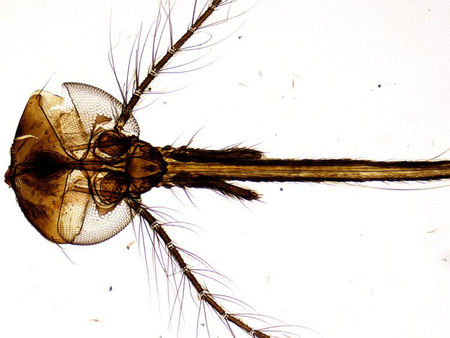 Mikroskop Delta Optical Biolight 500