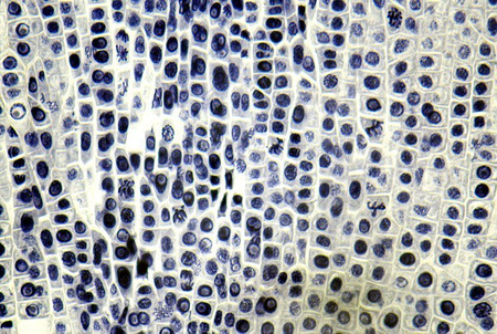 Mikroskop Delta Optical Nexcope NE610