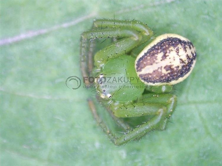 Mikroskop cyfrowy Delta Optical Smart 5MP PRO