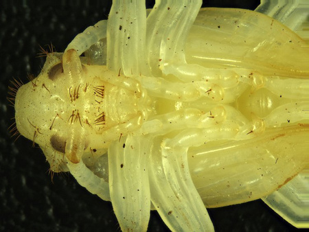 Mikroskop stereoskopowy Delta Optical SZ-450B