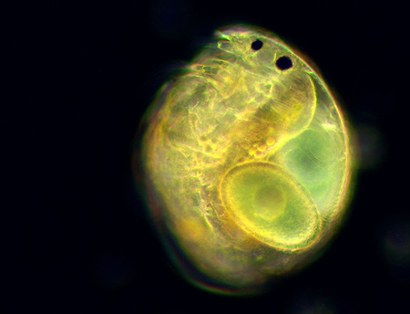 Kondensor ciemnego pola suchy (DO Genetic Pro / DO Evolution 100)