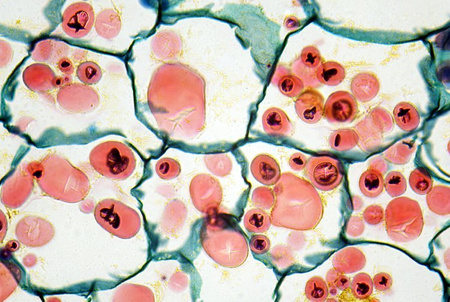 Mikroskop Delta Optical Nexcope NE610