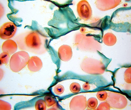 Mikroskop Delta Optical Genetic Trino