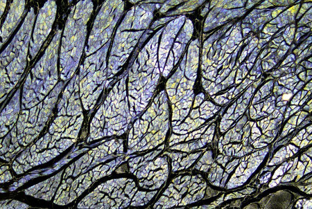 Mikroskop Delta Optical Nexcope NE610