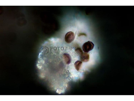 Zestaw do prostej polaryzacji dla DO Evolution 200 / DO Evolution 300