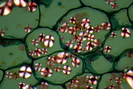 Mikroskop Delta Optical Nexcope NE610