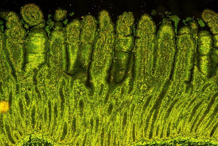 Mikroskop Delta Optical Nexcope NE610