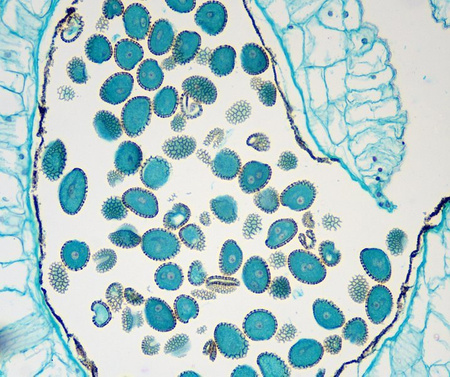 Mikroskop Delta Optical Nexcope NE610