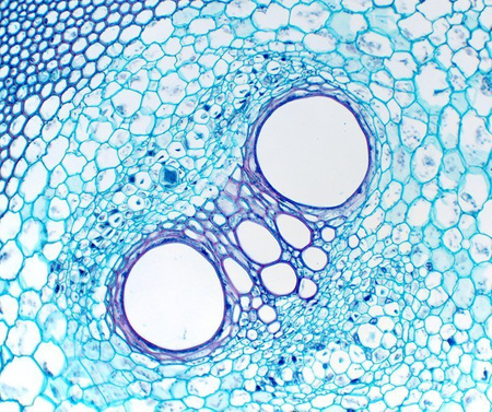Mikroskop Delta Optical Genetic Trino