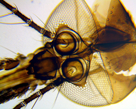 Mikroskop Delta Optical BioLight 100 niebieski