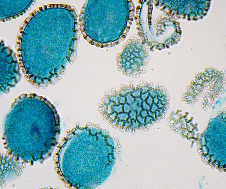 Mikroskop Delta Optical Nexcope NE610