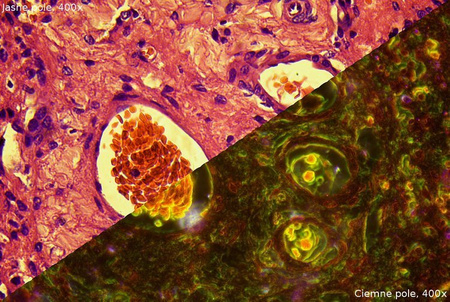 Mikroskop Delta Optical Nexcope NE610