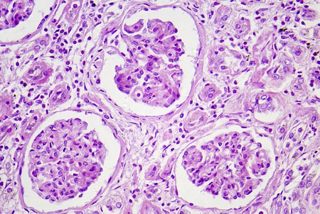 Mikroskop Delta Optical Nexcope NE610