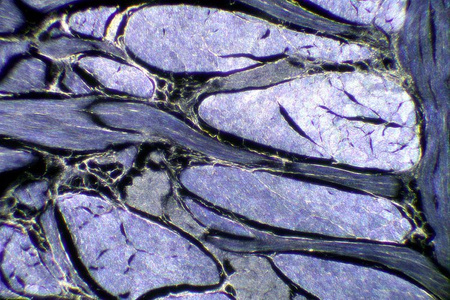 Mikroskop Delta Optical Evolution 100 Trino Plan LED