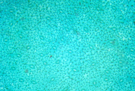 Delta Optical DLT-Cam PRO 20MP USB 3.0