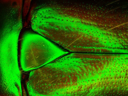 Mikroskop stereoskopowy Delta Optical IPOS-810 z uchylną głowicą