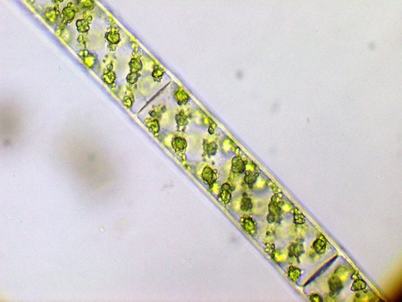 Mikroskop Delta Optical Evolution 100 Trino Plan LED