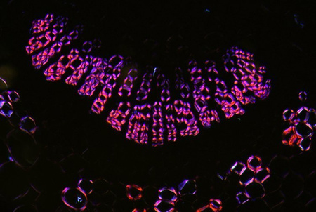 Mikroskop Delta Optical Nexcope NE610