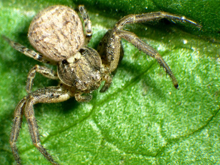 Mikroskop stereoskopowy Delta Optical Discovery 30